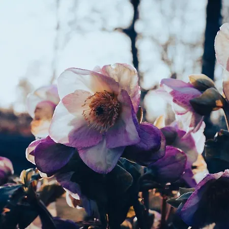 Bij De Appelhof Vakantiehuis