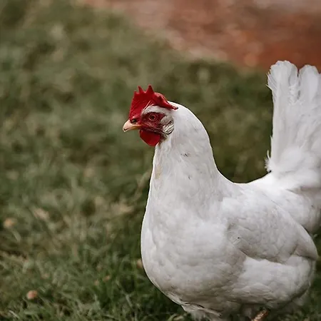 Vakantiehuis Bij De Appelhof