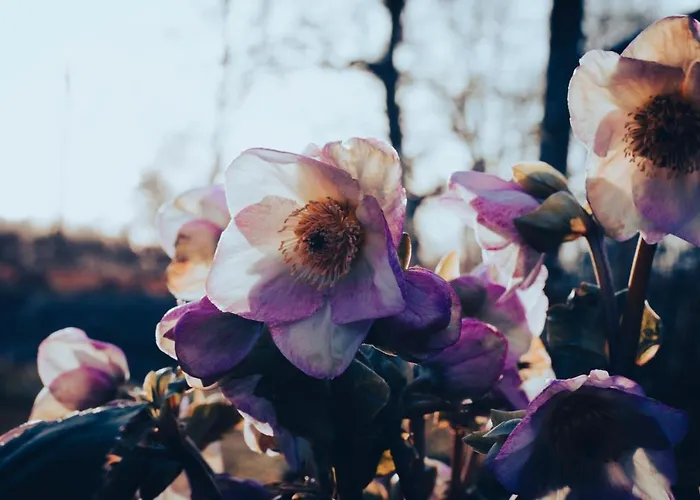 Bij De Appelhof Сasa de vacaciones