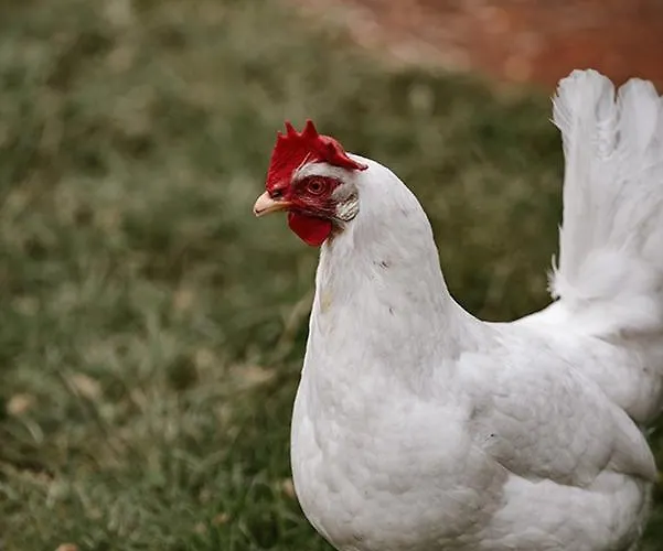 Сasa de vacaciones Bij De Appelhof