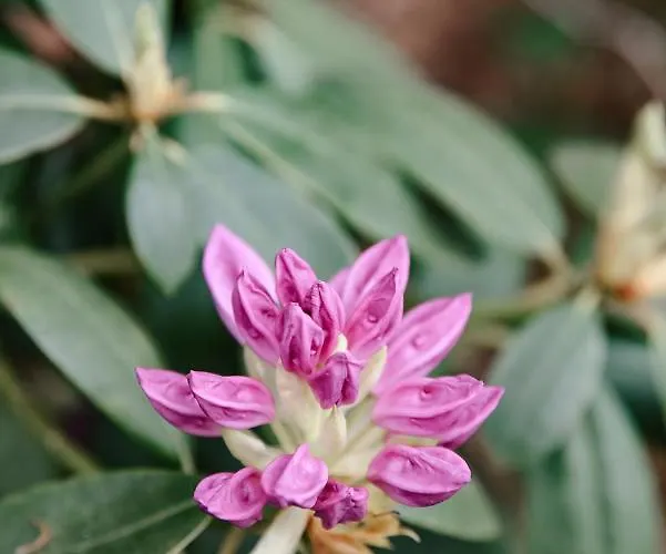 Bij De Appelhof Сasa de vacaciones Valkenswaard