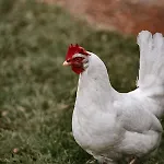 בית נופש Bij De Appelhof