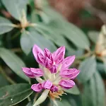 Bij De Appelhof בית נופש ואלקנסווארד